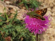 71 Farfalla Esperia su fiore rosso